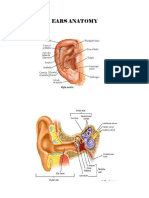 Ears Anatomy