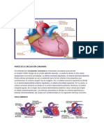 Partes de La Circulación Coronaria