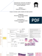 Actividad Cuadro Sinoptico Tejido Epitelial