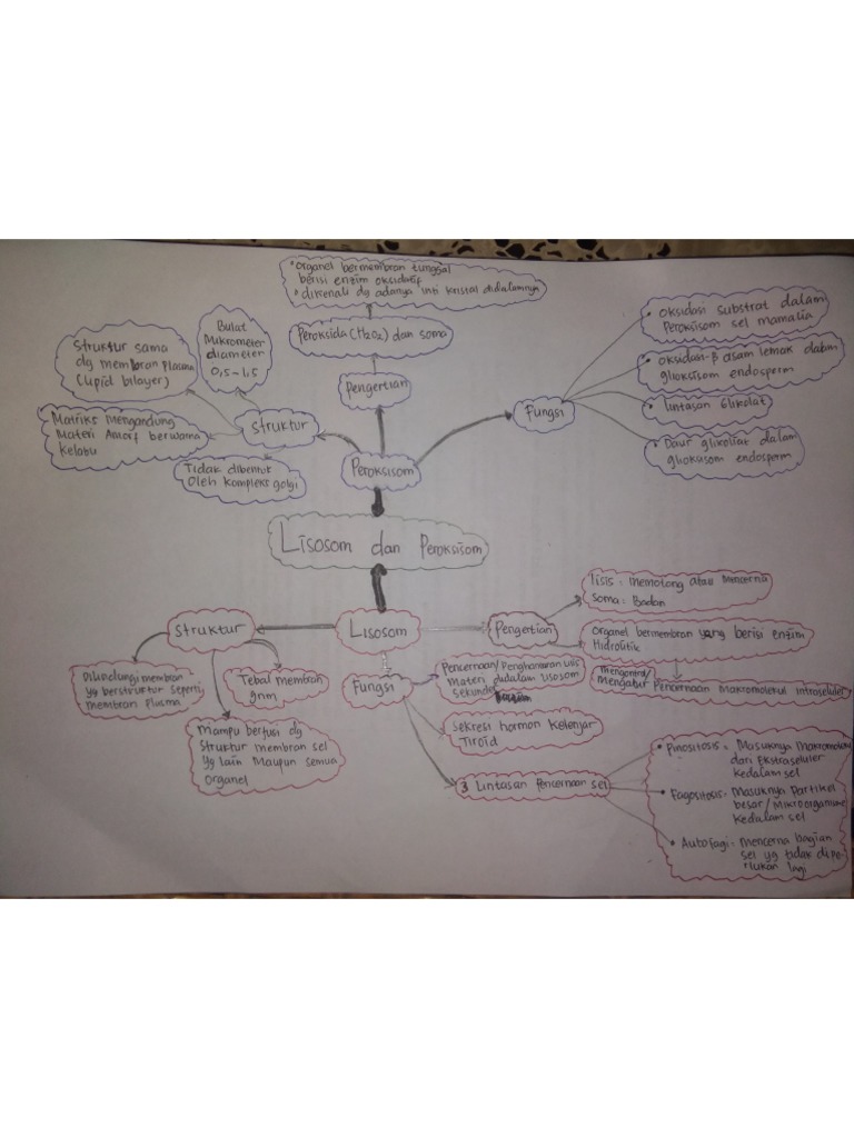 Mind Mapping Materi Lisosom Dan Peroksisom PDF | PDF