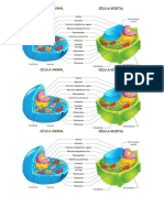 Celula Animal y Vegetal
