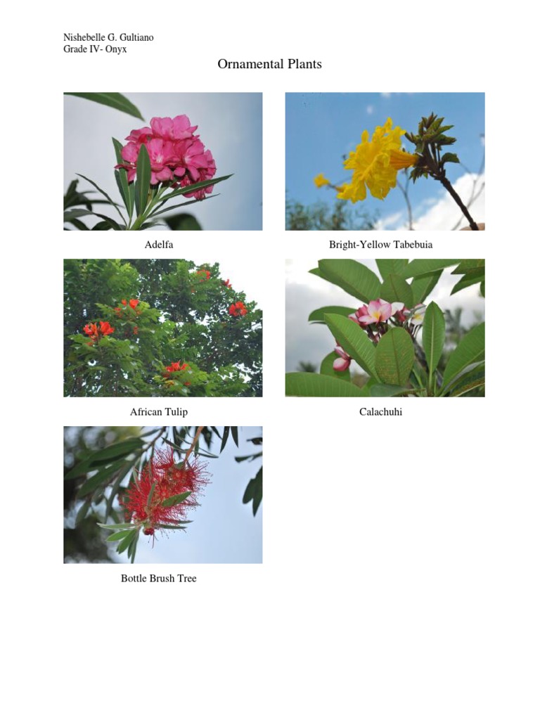 Ornamental Plants with Names | PDF | Home & Garden