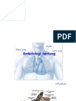 Embriologi Jantung
