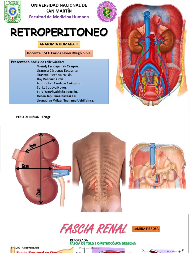 Anatomía del Retroperitoneo y Funciones | PDF | Abdomen | Riñón