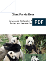 Giant Pandas!