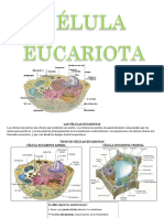 Las Células Eucariotas