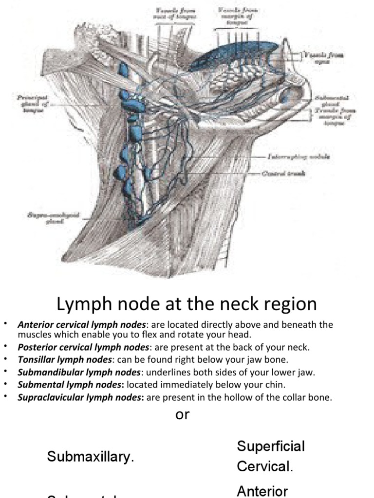 Lymph Node At Neck Region