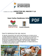TEMA 4. TRACTO REPRODUCTOR DEL MACHO Y LA HEMBRA.pdf