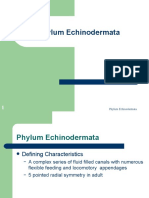 Phylum Echinoderm at A