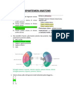 Departemen Anatomi: C. Ostium Ureteris Sinistra & Ostium Urethra Interna