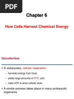 How Cells Harvest Chemical Energy