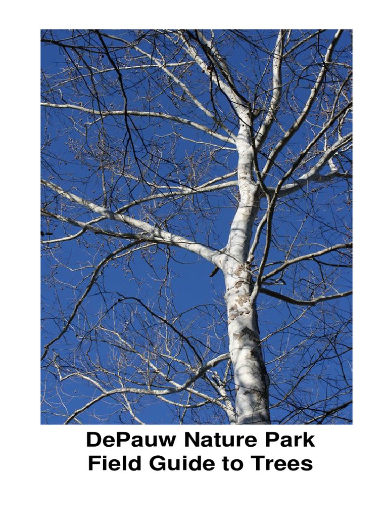 DePauw Nature Park Tree Field Guide | PDF | Maple | Plant Life Form