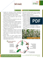 CN 6B Tizon Foliar 2014