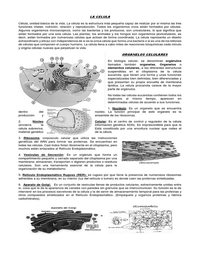 Estructura y Función Celular | PDF | Citoplasma | Biología Celular)