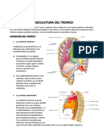 Cavidades y Musculatura Del Tronco