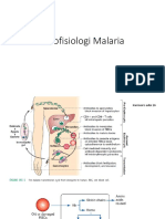 Patofisiologi Malaria