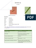 Bella Spirulina Sp