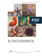 Ecinodermata