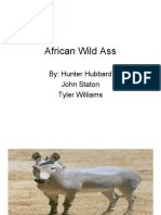 African Wild Ass