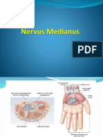 Nervus Medianus