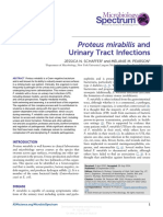 P.mirabilis and Urinary Tract Infections