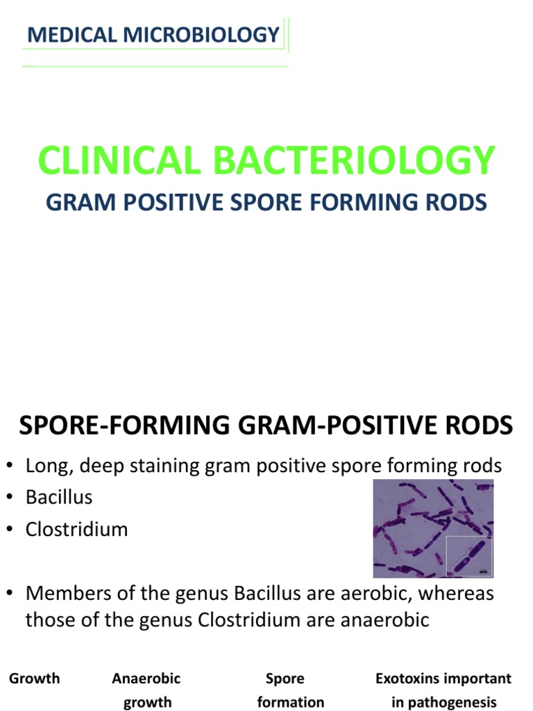 Clinical Bacteriology: Gram Positive Spore Forming Rods | PDF ...