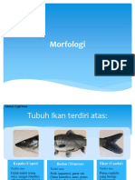 Morfologi Ikan