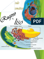 Funciones del retículo endoplasmático y el aparato de Golgi