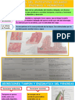 Secreciones Del Intestino Delgado, Tampones, Enzimas