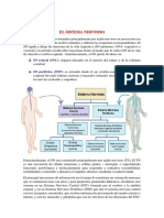 El Sistema Nervioso