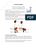 Sistema Urinario