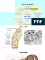 Ciclo de Krebs 2019