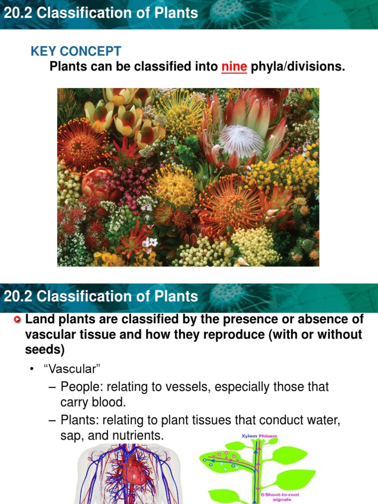 20.2 Classification of Plants Moss Plants