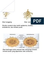 Bab IV Struktur Dan Fungsi Tumbuhan