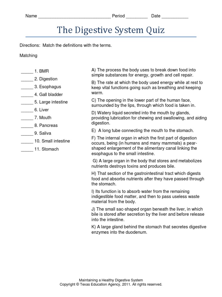 The Digestive System Quiz PDF Human Digestive System