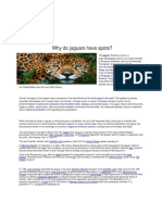 Why Do Jaguars Have Spots?: Velez Richard F. BSMT 1C