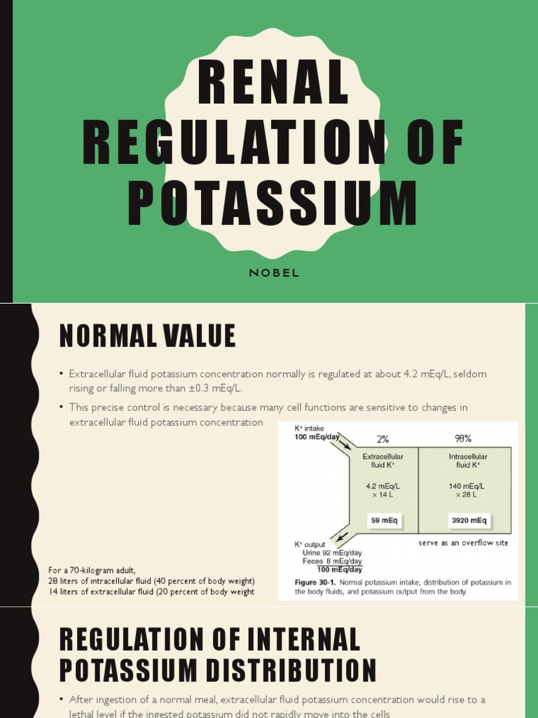Renal Regulation of Potassium PDF Kidney Potassium