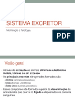 Sistema Excretor