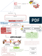 Proceso de Digestion PDF