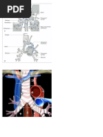 Mediastinal Lymph Node Classification | PDF | Aorta | Lung