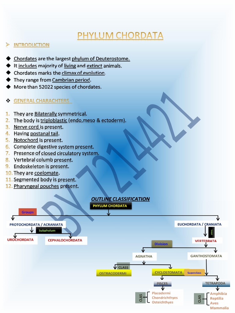 Phylum Chordata | PDF | Animal Anatomy | Anatomy