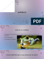 Anfibios