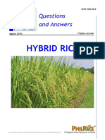 Hybrid Rice Filipino1