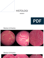 HISTO UROGENITO.pdf