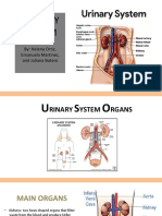 Urinary System: By: Helena Ortiz, Emanuela Martinez, and Juliana Botero