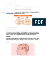 EATRUSTURA Sistema Endocrino