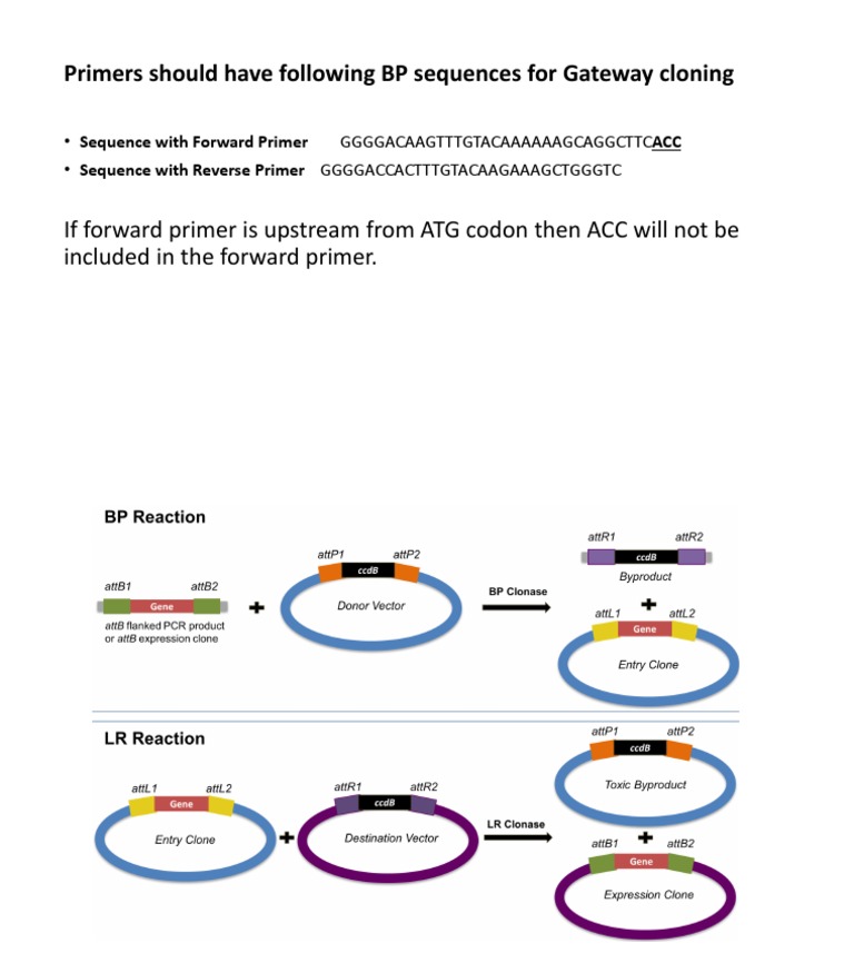 Primers Should Have Following BP Sequences For Gateway Cloning PDF
