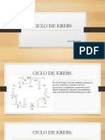 Ciclo de Krebs