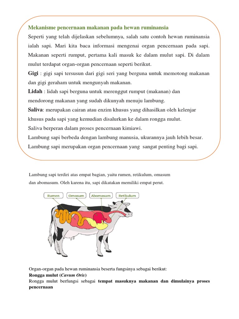 Pencernaan Sapi: Organ dan Fungsinya | PDF | Pengembangan Diri | Sains ...