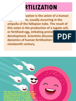 Fertilization: - Human Fertilization Is The Union of A Human